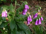 digitalis_purpurea_1b