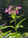 impatiens_glandulifera_1b