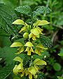 lamium_geleobdolon1c