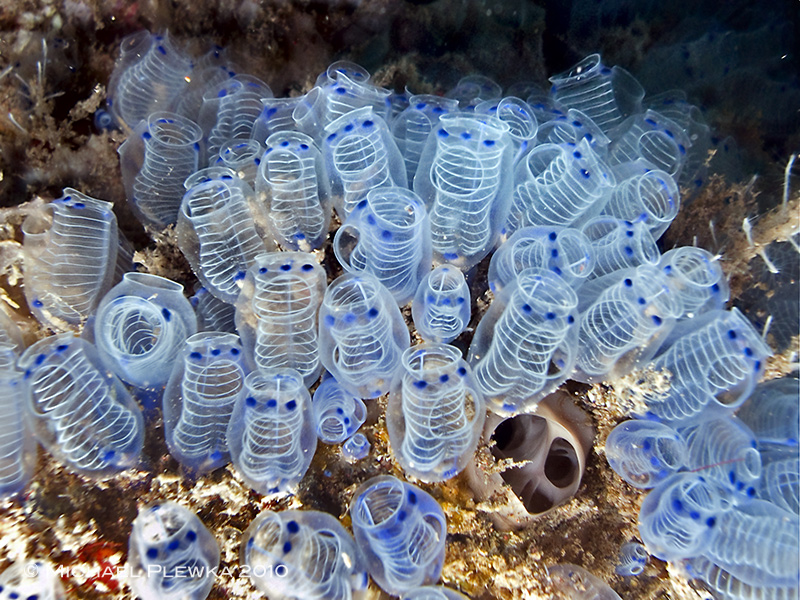 pling: critters of the coral triangle: Clavelina moluccensis  Aplousobranchia; Ascidia; Tunicata