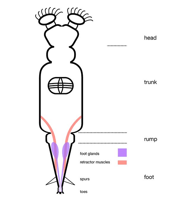 rotifer diagram trunk