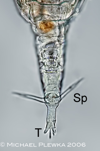 rotifer diagram trunk