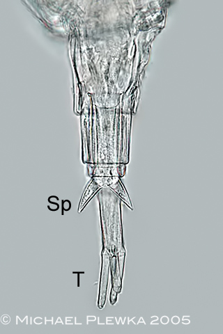 rotifer diagram trunk