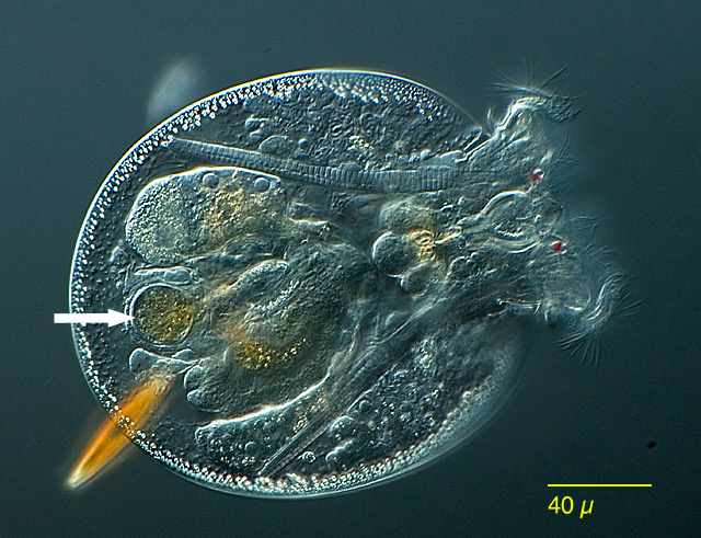 Rotifers of Germany and adjoining countries:Testudinella patina ...