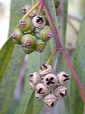 eucalyptus_sp.frucht