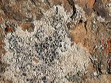 lecanora_sp.1